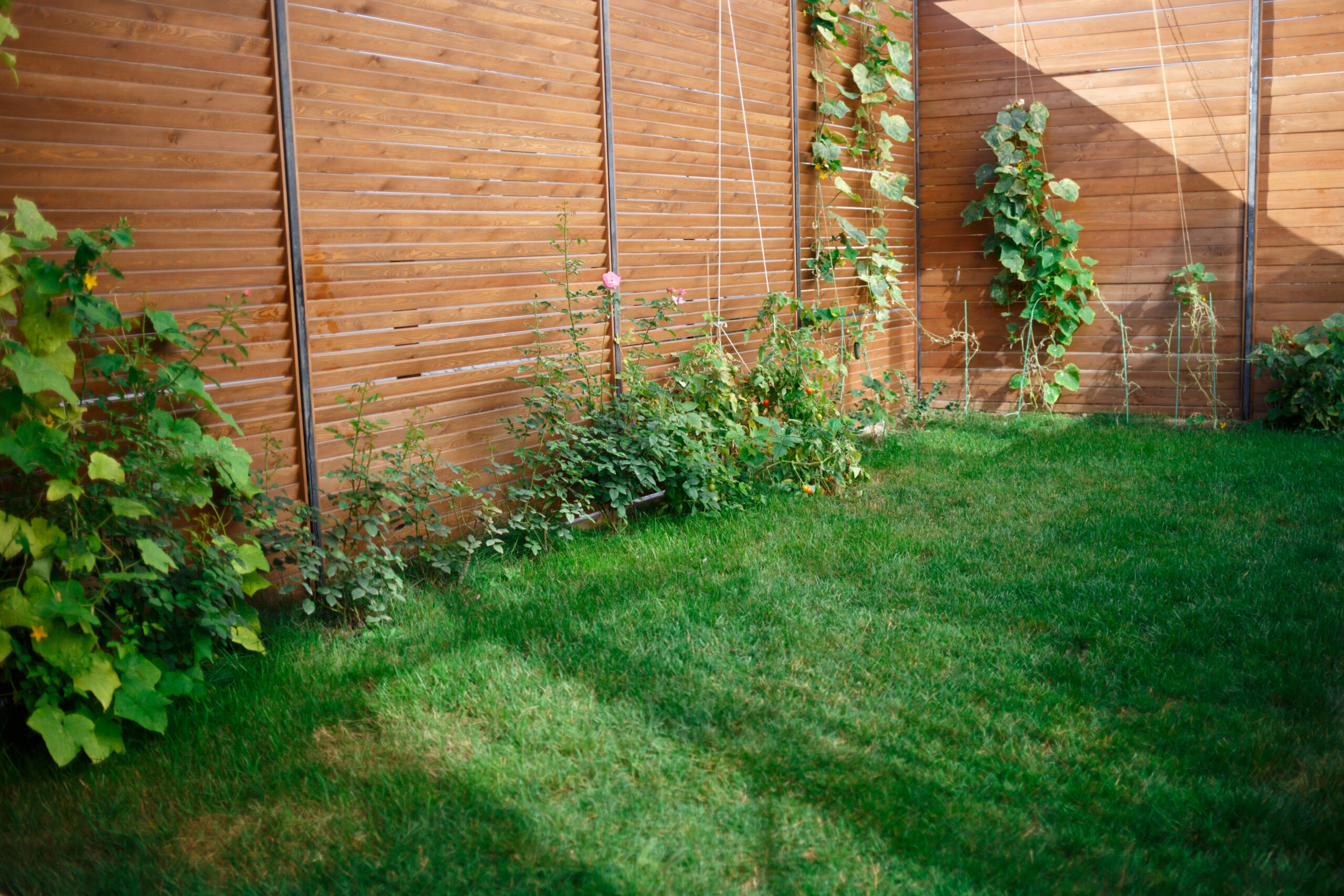 backyard at the house. green lawn and beds